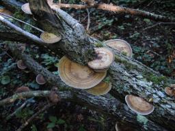 Daedaleopsis confragosa