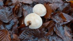 Hebeloma leucosarx
