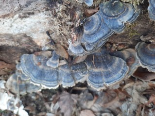 Trametes versicolor