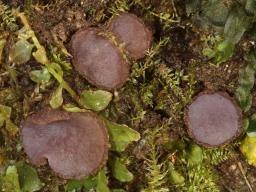 Ionopezia gerardii