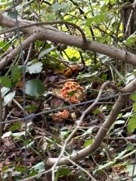 Clathrus ruber