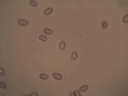 Agrocybe firma