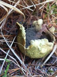Scleroderma citrinum
