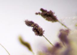 Cephalotrichum stemonitis
