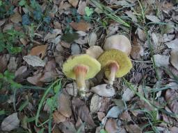 Hortiboletus engelii