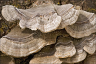 Cerrena unicolor