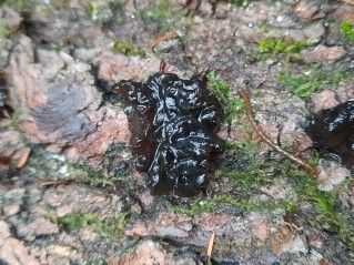 Exidia nigricans