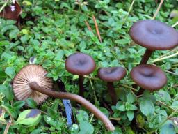 Myxomphalia maura