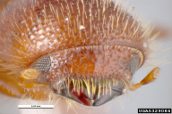 Xyleborus monographus