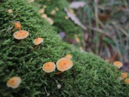 Rickenella mellea