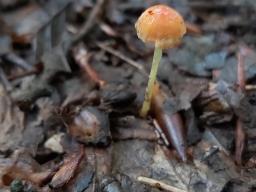 Pruinomycena acicula
