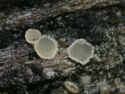 Cistella dentata