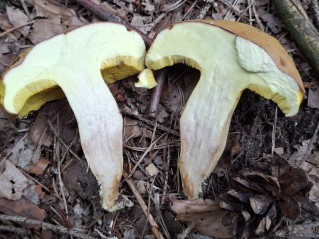 Xerocomus subtomentosus