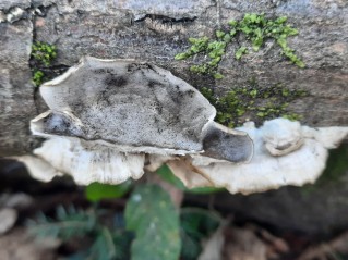 Bjerkandera adusta