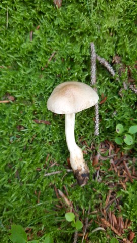Tricholoma inamoenum