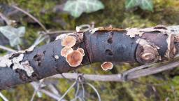 Schizophyllum amplum