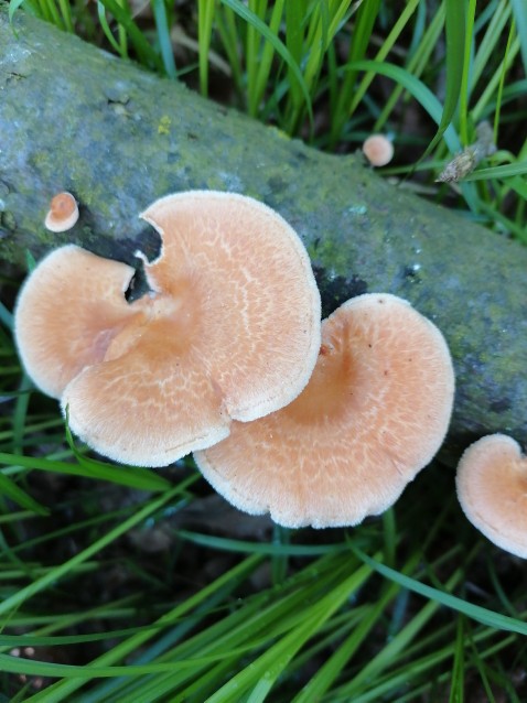 Neofavolus alveolaris