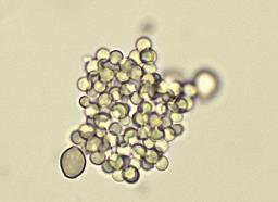 Cephalotrichum stemonitis