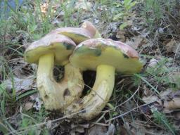 Butyriboletus fuscoroseus