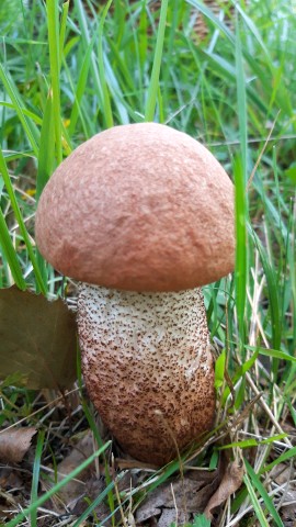 Leccinum quercinum