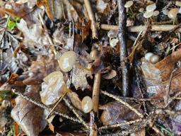 Strobilurus esculentus