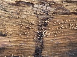 Merismodes anomala