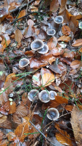 Rhodocollybia butyracea