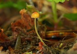 Pruinomycena acicula