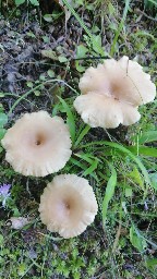 Infundibulicybe costata