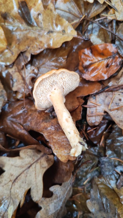 Hydnum rufescens