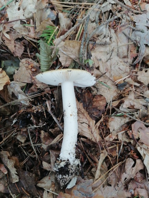 Amanita gemmata