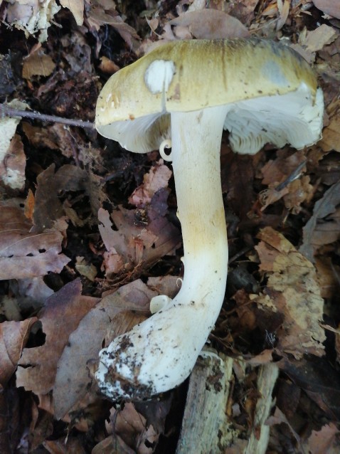 Tricholoma sejunctum