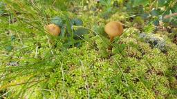 Cortinarius chrysolitus