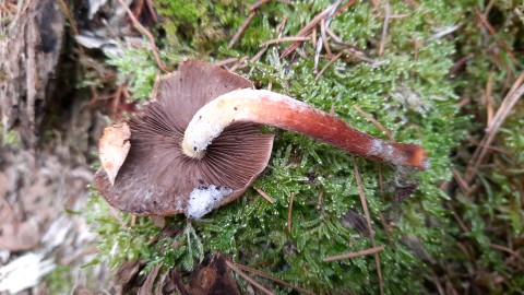 Hypholoma lateritium