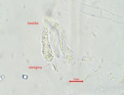 Chalciporus piperatus