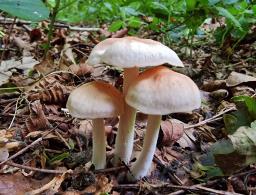 Gymnopus hariolorum