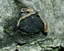 Coryneum depressum