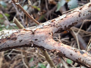 Vuilleminia coryli