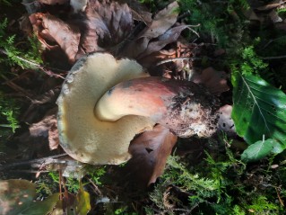 Caloboletus calopus