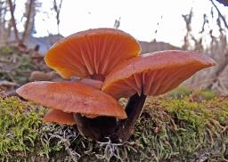 Flammulina elastica