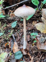 Macrolepiota mastoidea
