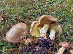 Suillus collinitus