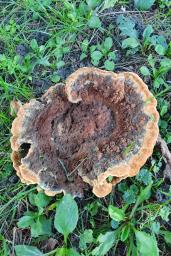 Phaeolus schweinitzii