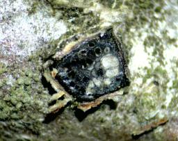 Botryosphaeria quercuum