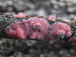Marchandiomyces quercinus