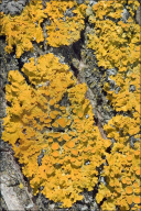 Xanthoria parietina