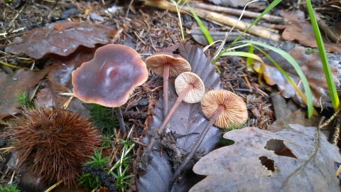 Macrocystidia cucumis