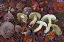 Xerocomellus pruinatus