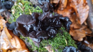 Exidia glandulosa
