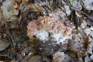 Ramaria botrytis